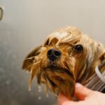 Sfaturi pentru ingrijirea corecta a cainilor