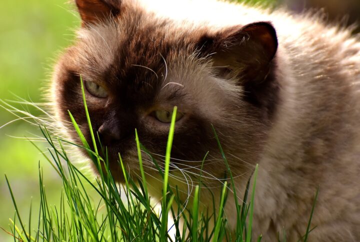 Tot ce trebuie sa stii despre iarba pentru pisici